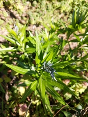 Amsonia illustris