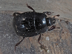 Margarinotus obscurus