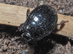 Margarinotus obscurus