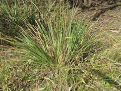 Tripsacum dactyloides