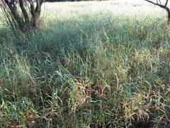 Urochloa mutica