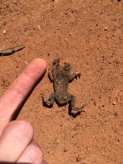 Rhinella bergi