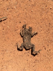 Rhinella bergi