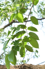 Holoptelea integrifolia