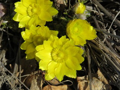 Adonis vernalis