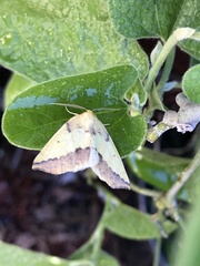 Neoterpes edwardsata