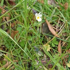 Viola kitaibeliana