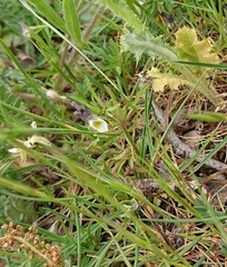 Viola kitaibeliana