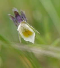 Viola kitaibeliana