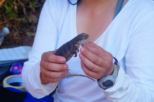 Ctenosaura oaxacana