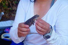Ctenosaura oaxacana