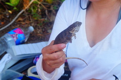 Ctenosaura oaxacana