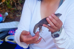 Ctenosaura oaxacana