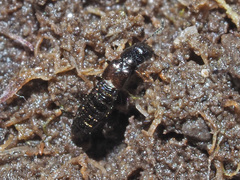 Platystethus nitens