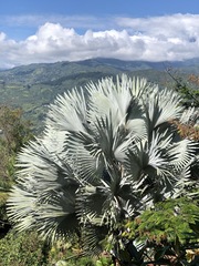 Bismarckia