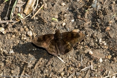 Nisoniades bromias
