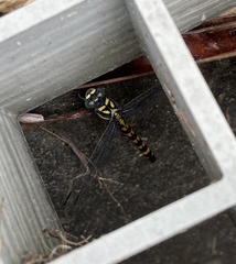 Paragomphus capricornis