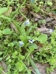 Lindernia grandiflora