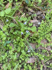 Lindernia grandiflora