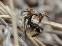 Habronattus cuspidatus