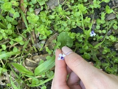 Lindernia grandiflora