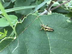 Xenocatantops brachycerus