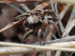 Habronattus cuspidatus