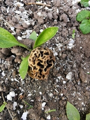 Morchella esculenta