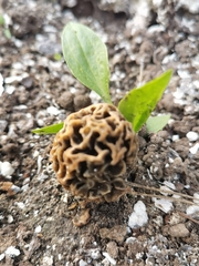 Morchella esculenta
