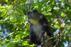 Cercopithecus mitis erythrarchus