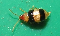 Monolepta melanogaster