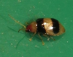 Monolepta melanogaster