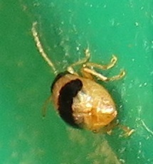 Monolepta melanogaster