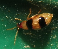 Monolepta melanogaster