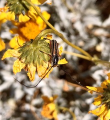 Sphaenothecus bilineatus