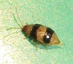 Monolepta melanogaster