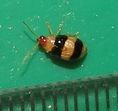 Monolepta melanogaster