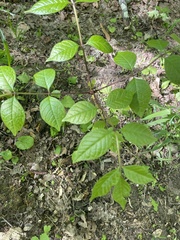 Fraxinus quadrangulata