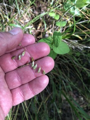 Melica mutica