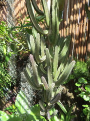 Stapelia leendertziae