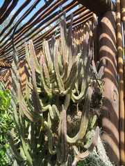 Stapelia leendertziae