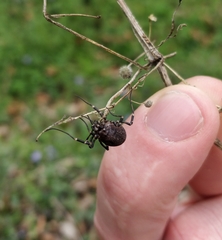 Egaenus convexus