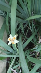 Dietes flavida