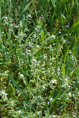 Buglossoides