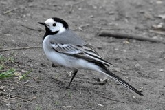 Motacilla alba