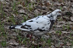 Columba livia domestica