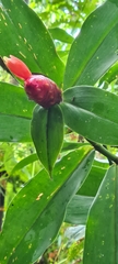Costus pulverulentus