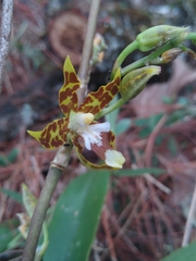 Oncidium hintonii