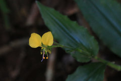 Commelineae