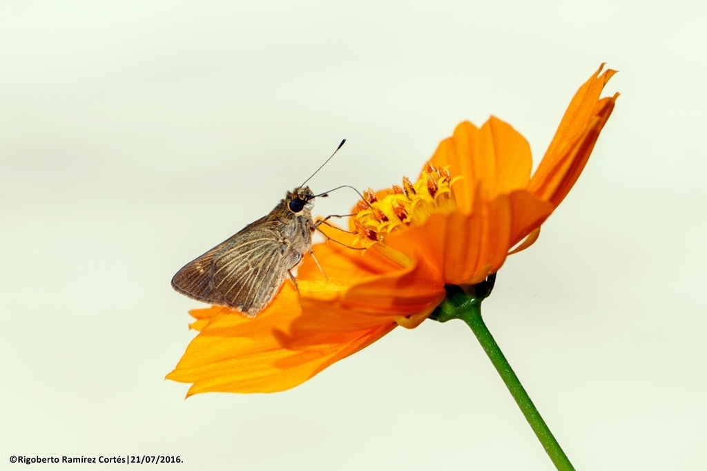 Pasture Skipper